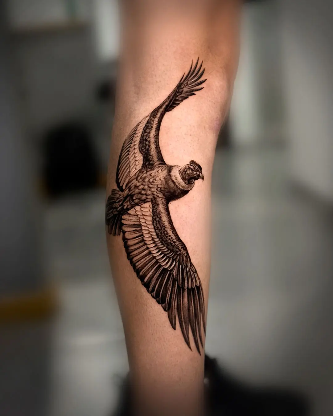 Cóndor en vuelo